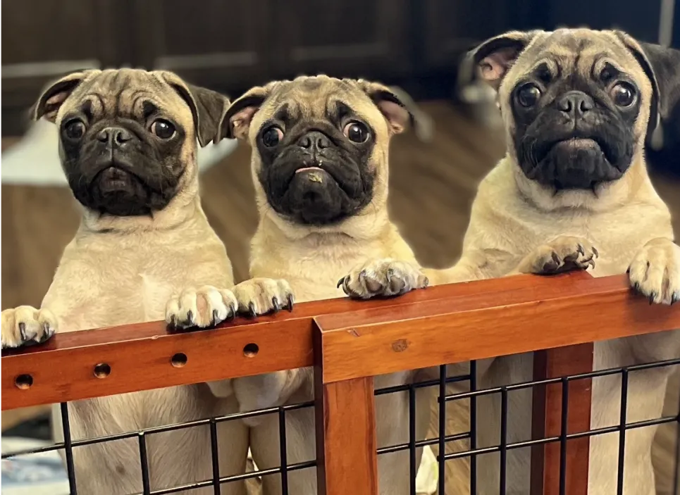 Pugs N Cuddles TN